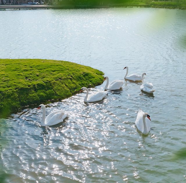 Tiến độ dự án Eco Retreat by Nexus Insight