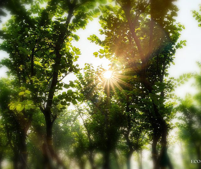 Tiến độ dự án Eco Retreat by Nexus Insight